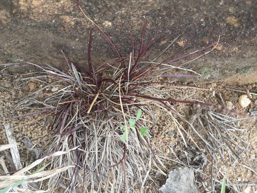 Microchloa kunthii — houseplant care guide