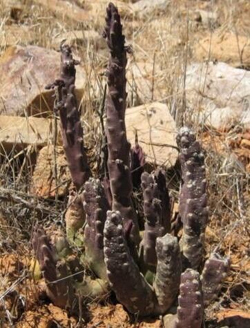 Stapelia cedrimontana habit