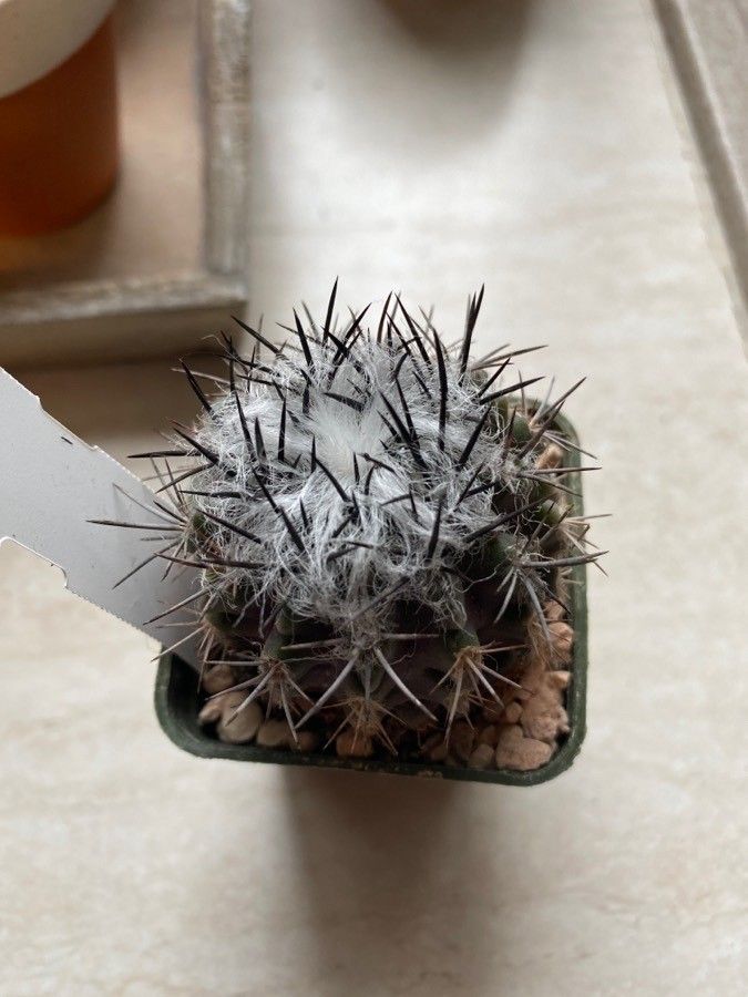 Eriosyce taltalensis leaf