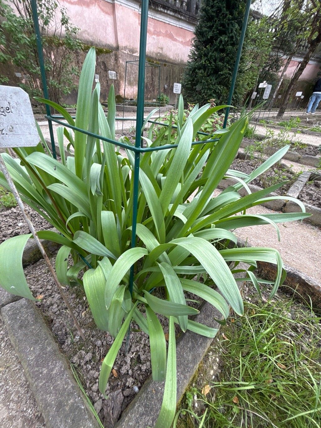 Allium suworowii — houseplant care guide