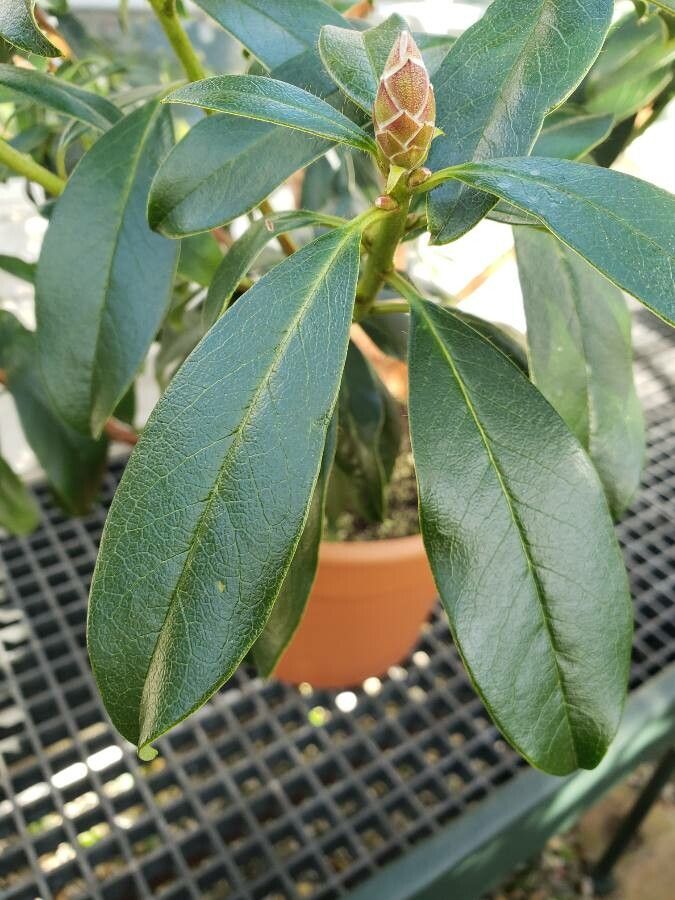 Rhododendron poilanei — houseplant care guide