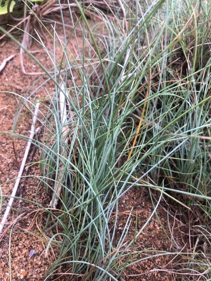 Festuca vasconcensis — houseplant care guide