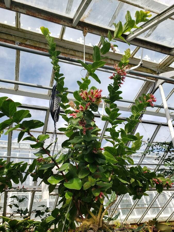 Macleania smithiana habit