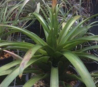 Tillandsia verapazana — houseplant care guide