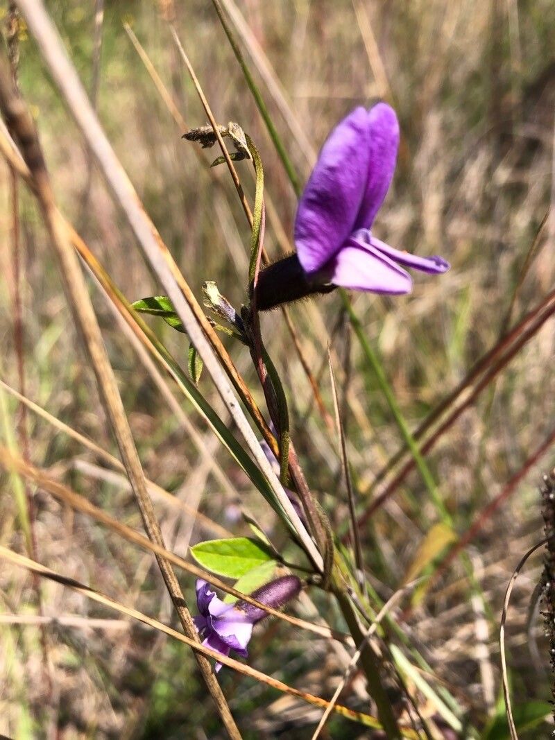 Cologania obovata flower