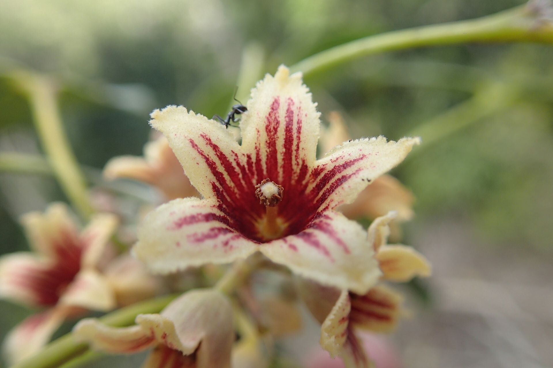 Acropogon mesophilus flower