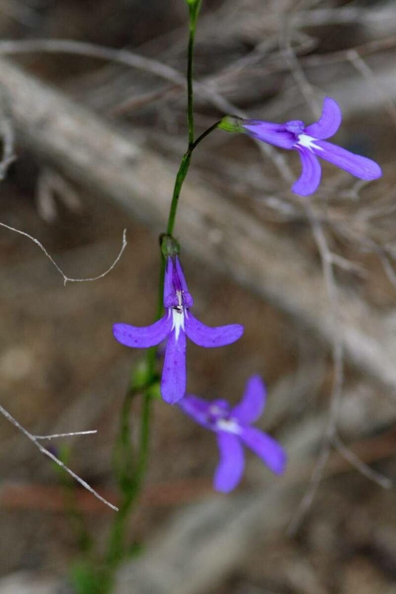 Lobelia dentata flower