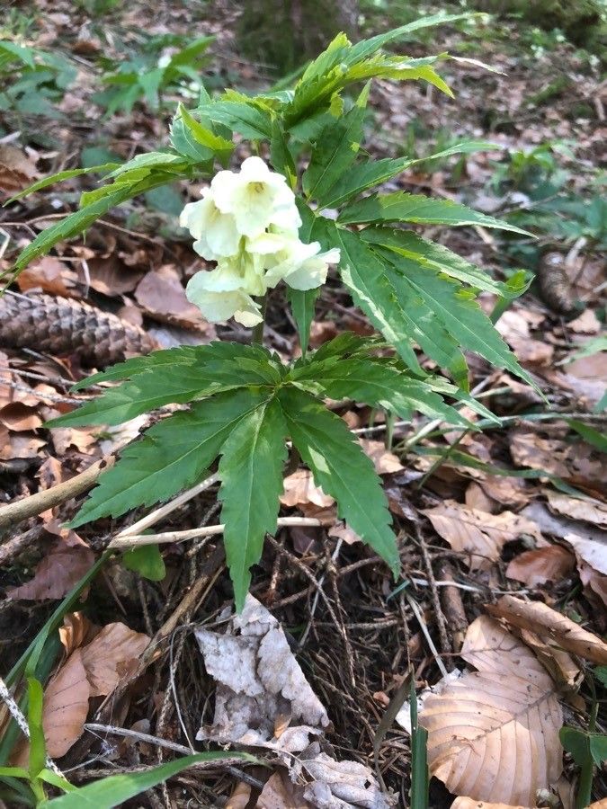 Cardamine kitaibelii flower
