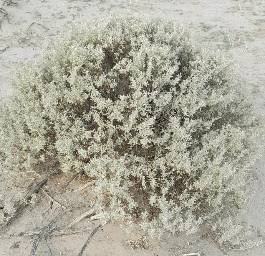 Atriplex lampa habit