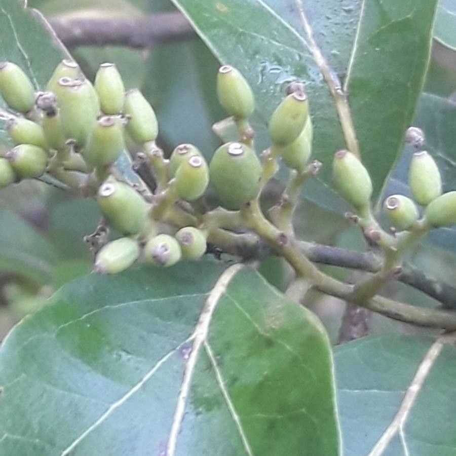 Cryptocarya lifuensis fruit