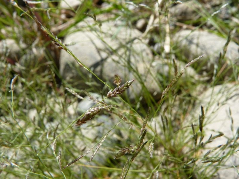 Eragrostis pectinacea leaf