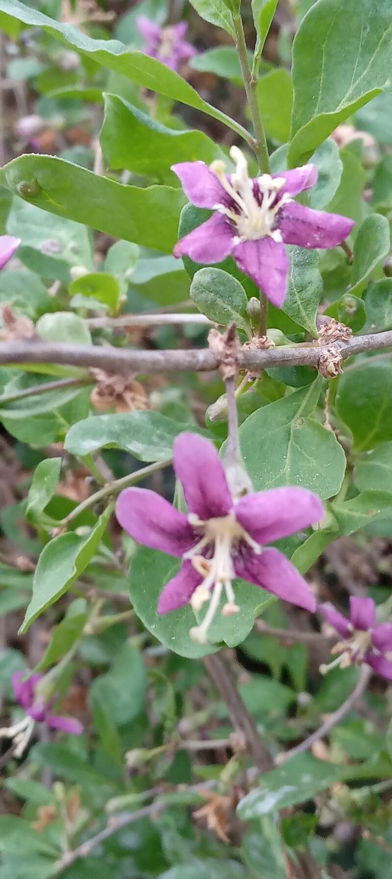 Lycium chinense flower