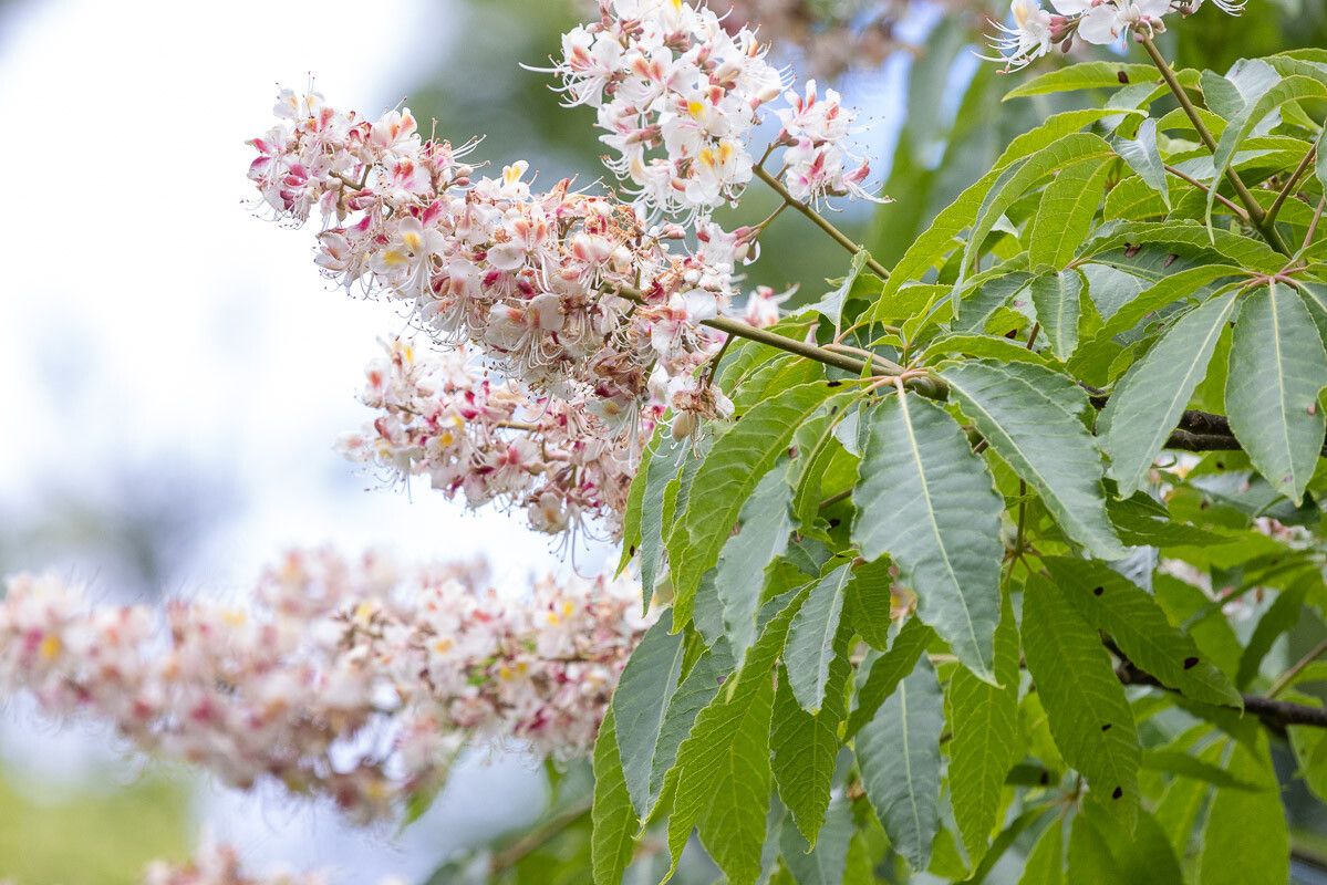 Aesculus indica flower