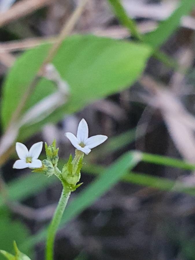 Oldenlandia lancifolia flower