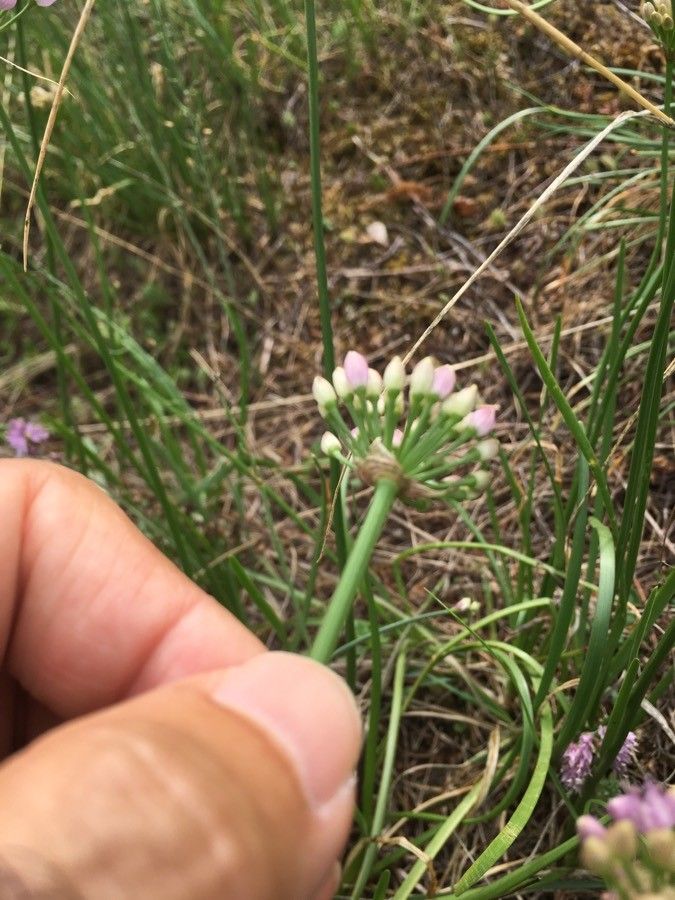 Allium lusitanicum flower
