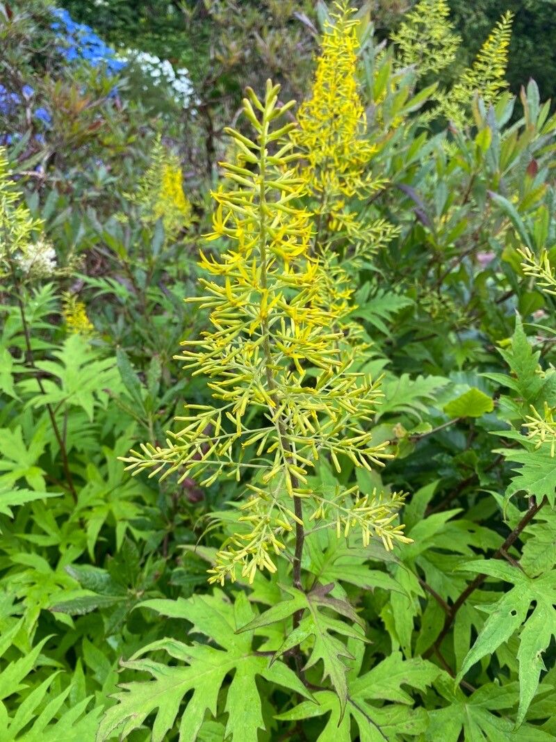Pitcairnia xanthocalyx flower