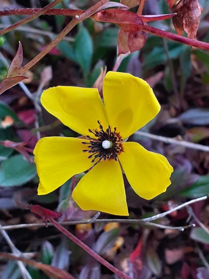 Tuberaria globulariifolia flower