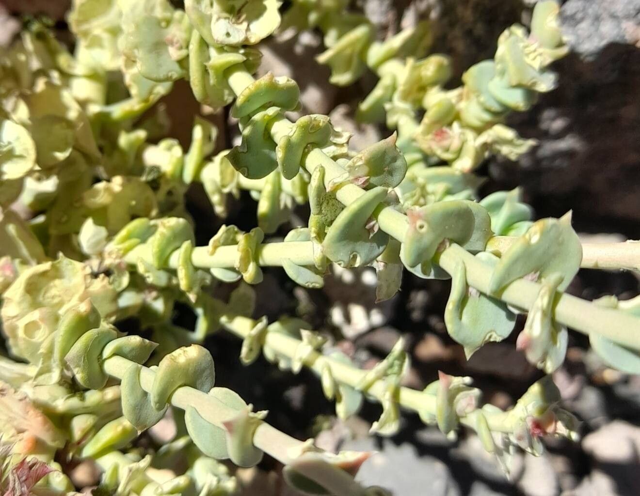 Cistanthe salsoloides — houseplant care guide