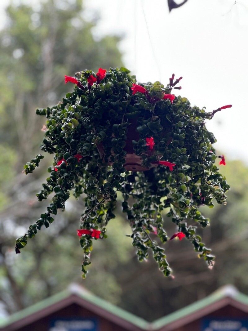 Columnea dressleri — search result for 'Columnea'