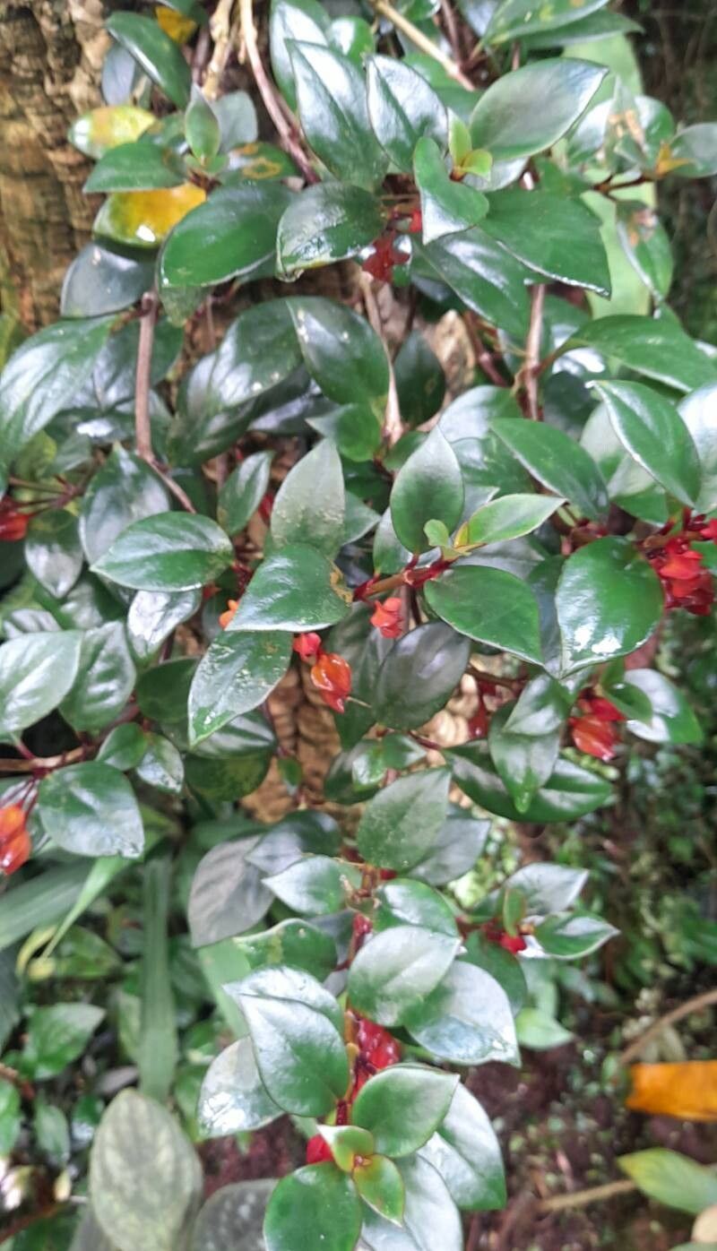 Nematanthus strigillosus habit