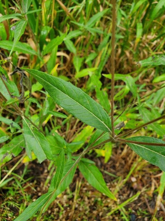 Heliomeris multiflora — related species from the same genus