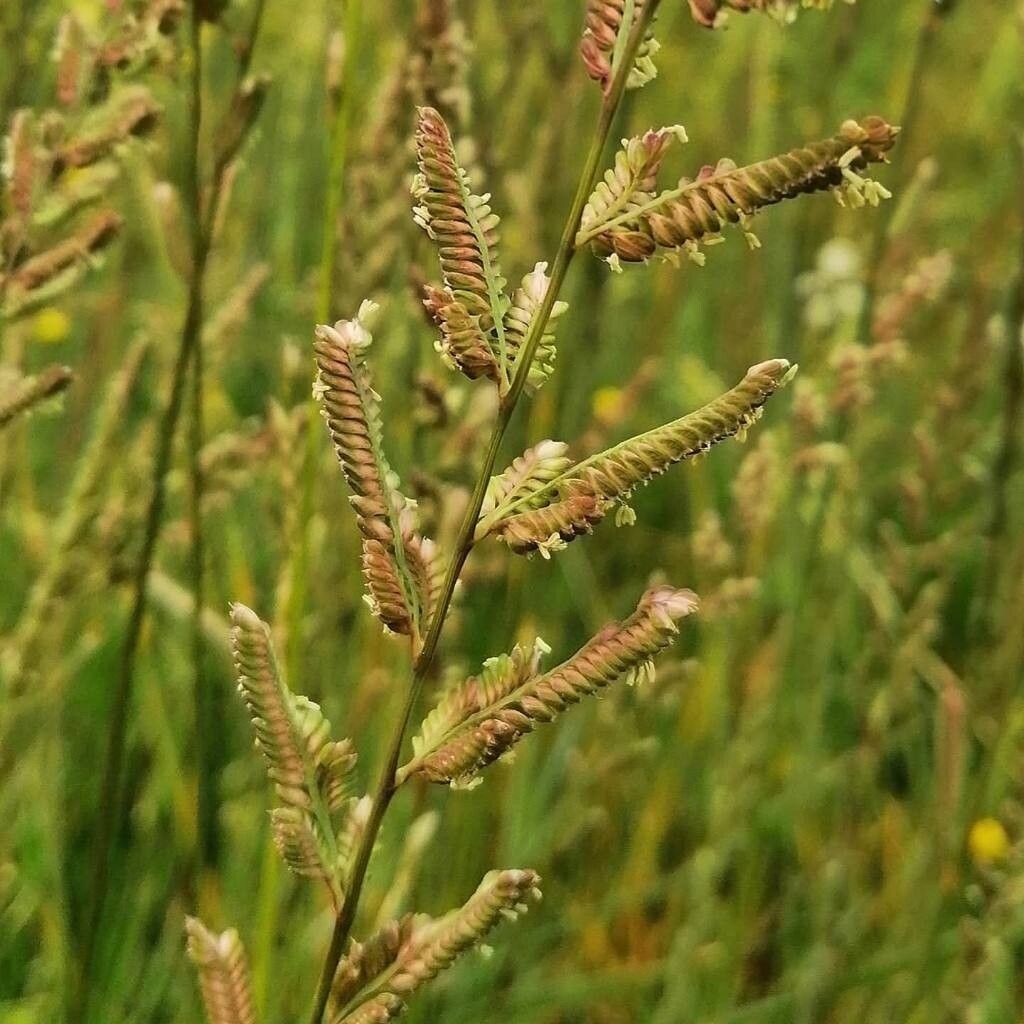 Beckmannia eruciformis flower