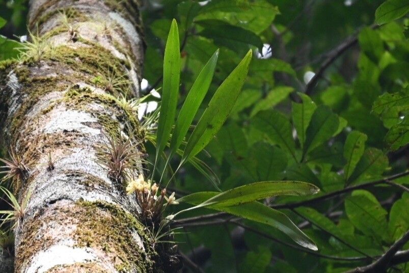 Maxillaria kegelii — houseplant care guide