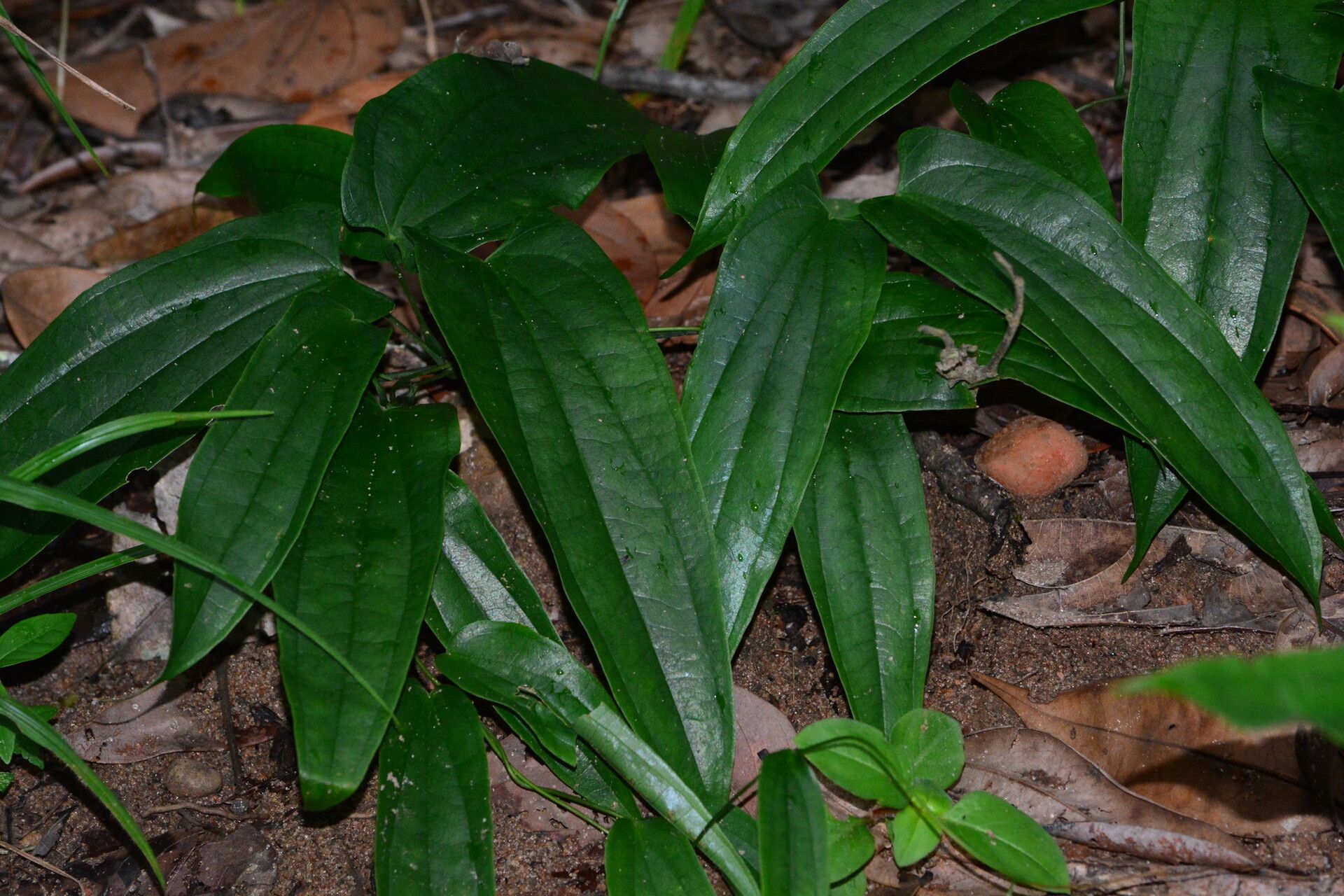 Dioscorea laxiflora — houseplant care guide