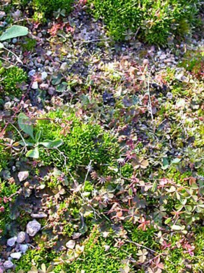 Sagina nodosa flower