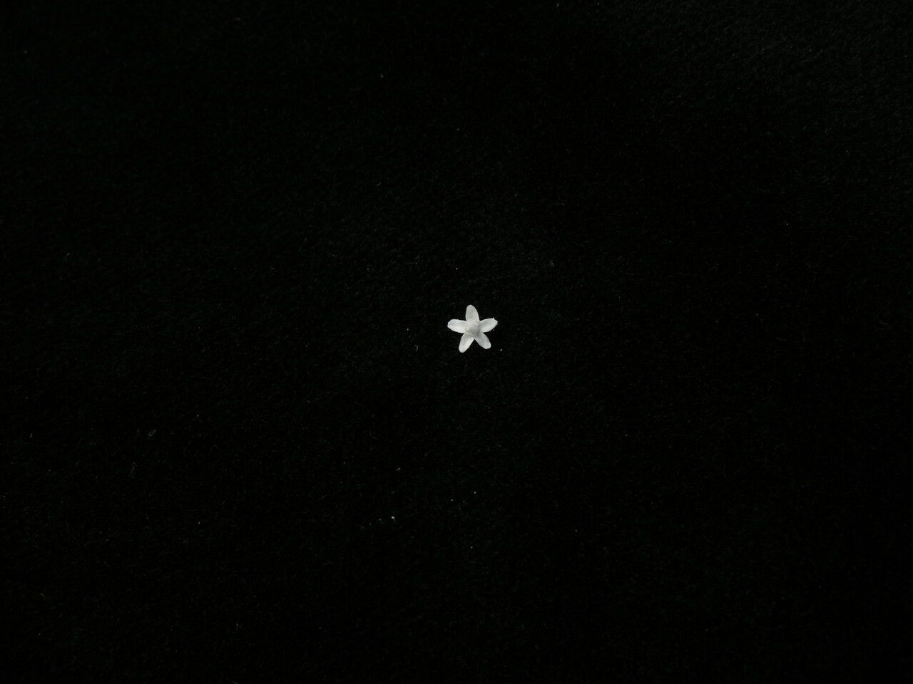 Valeriana jatamansi other