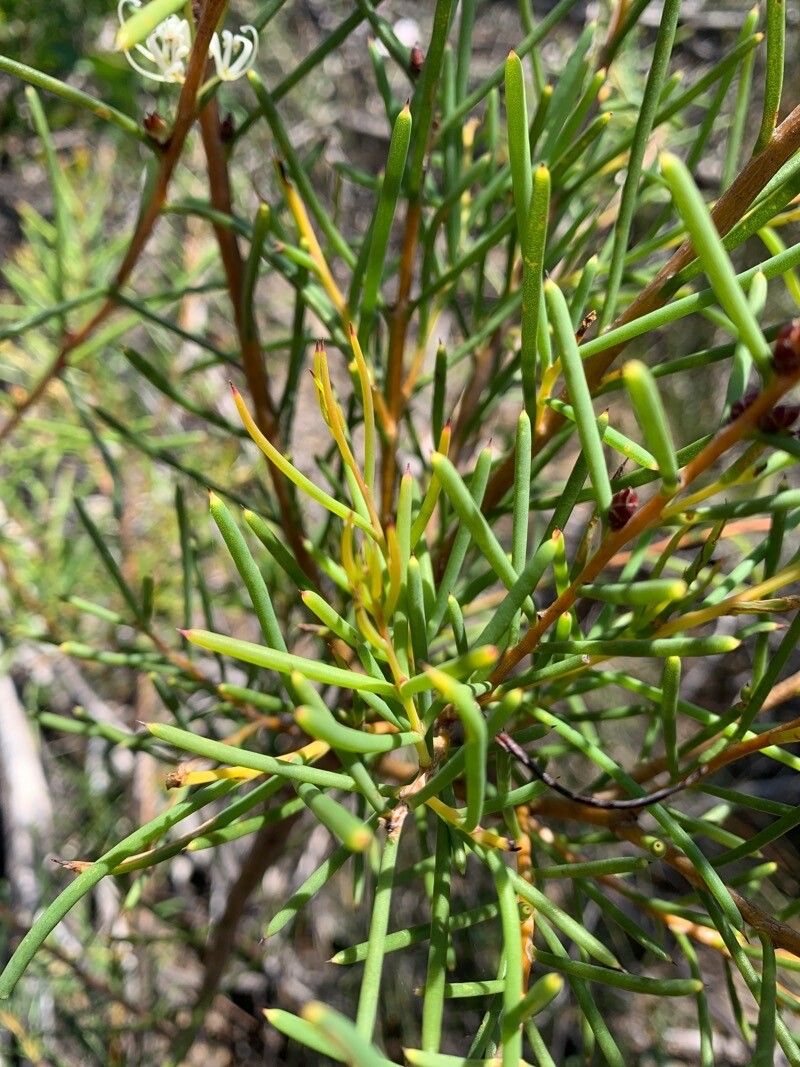 Hakea teretifolia — search result for 'Hakea'