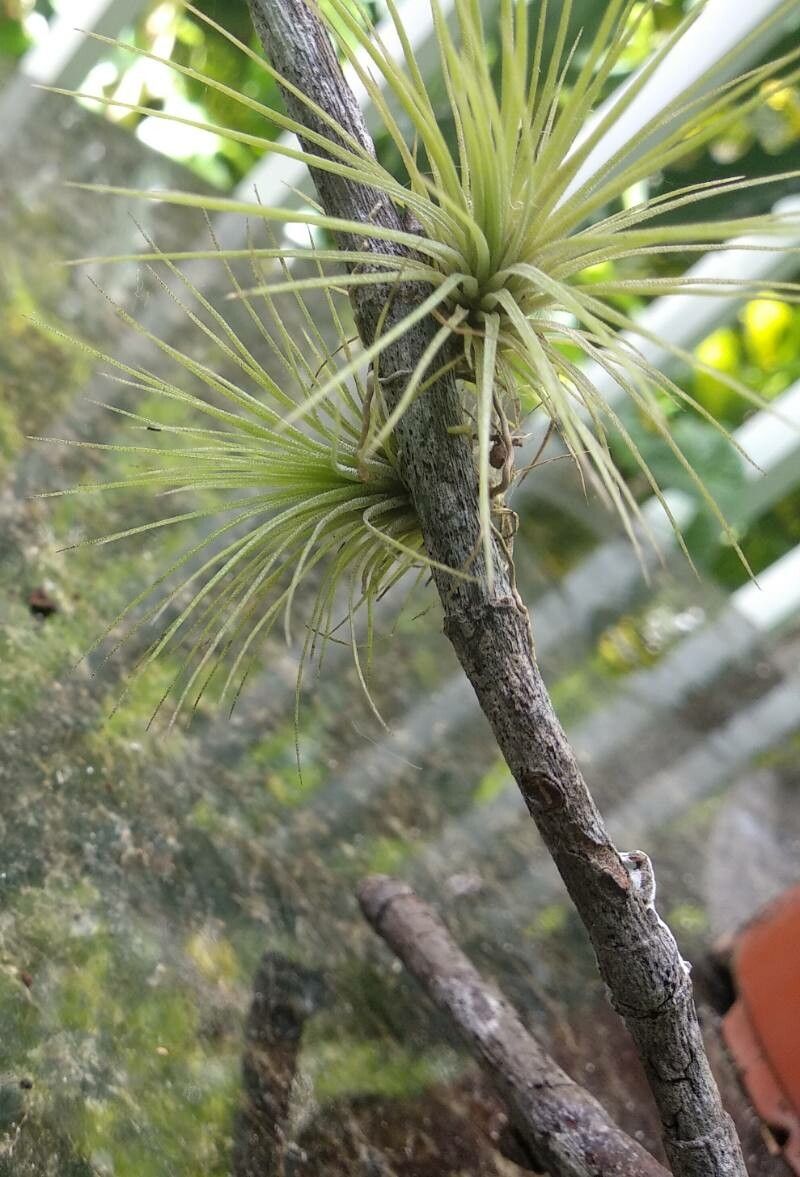 Tillandsia argentea