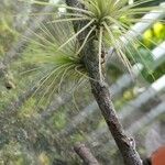 Tillandsia argentea