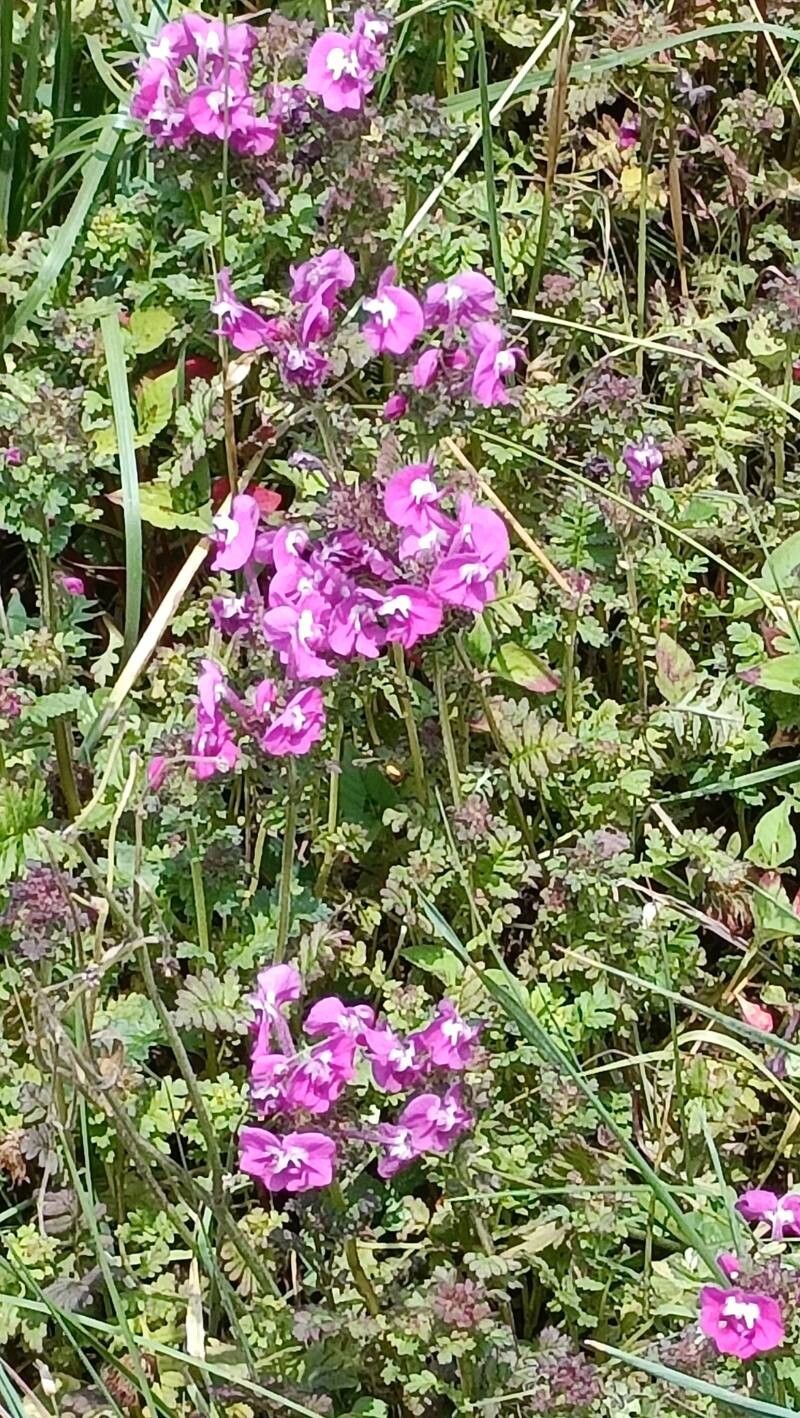 Pedicularis siphonantha flower