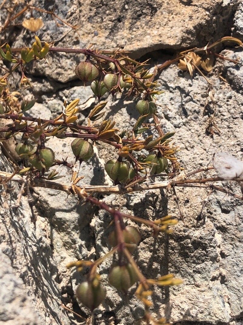 Zygophyllum creticum fruit