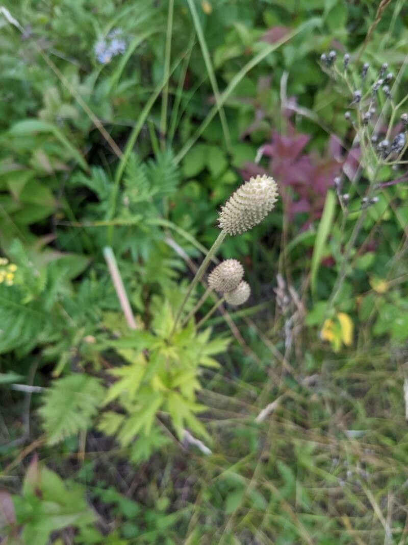 Anemone cylindrica flower