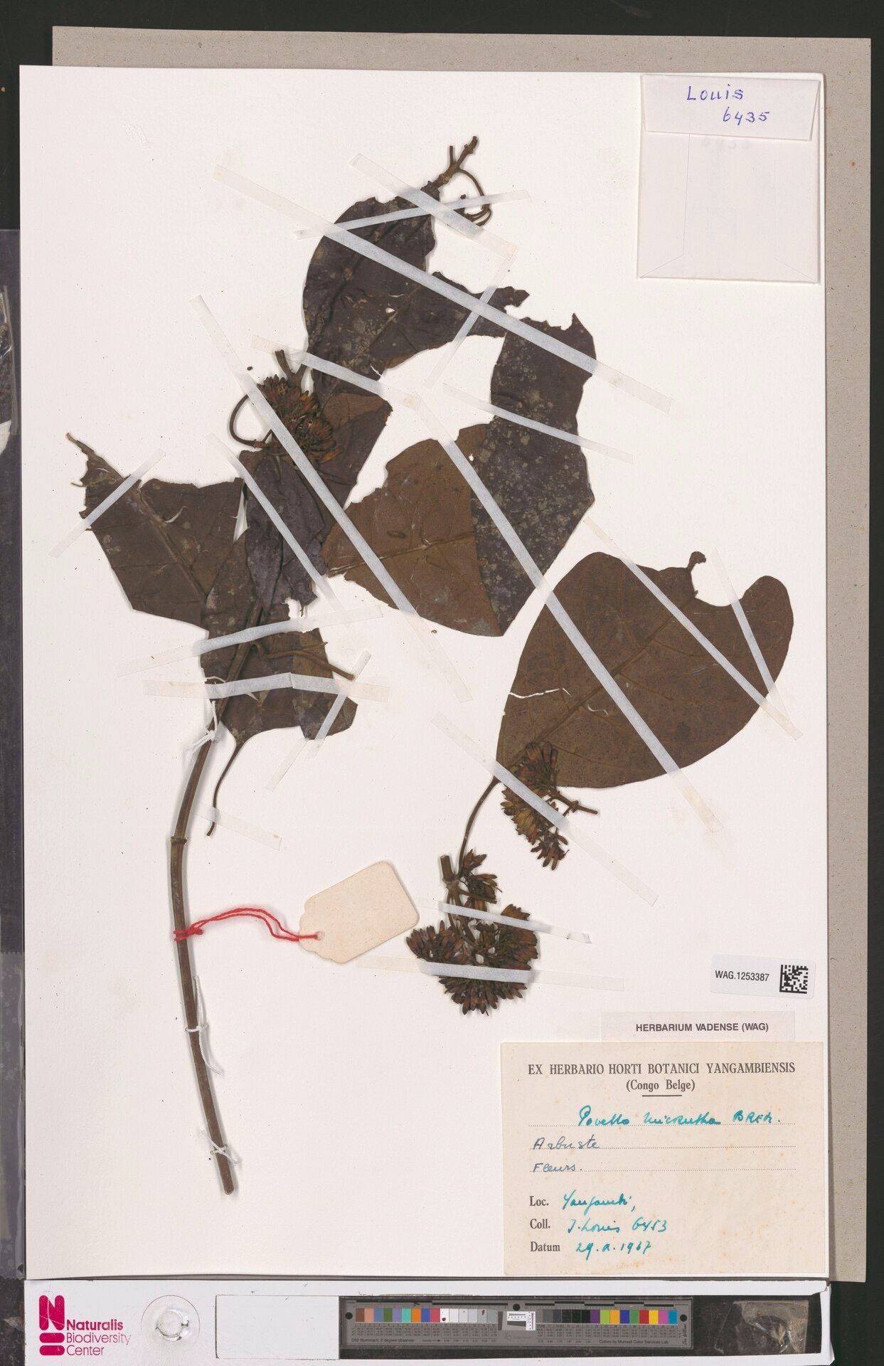 Pavetta intermedia other