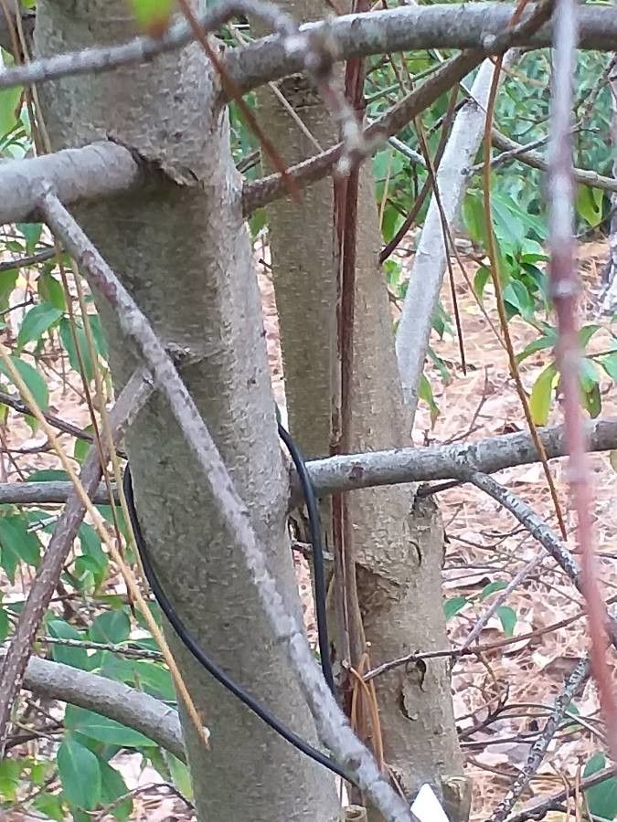 Cornus hongkongensis bark