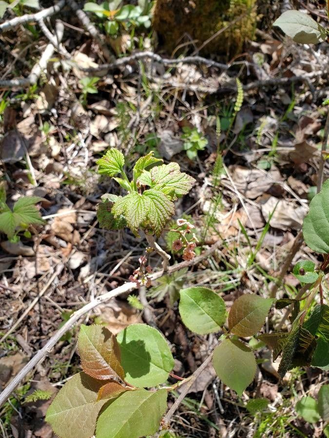 Ribes triste — search result for 'Russia'