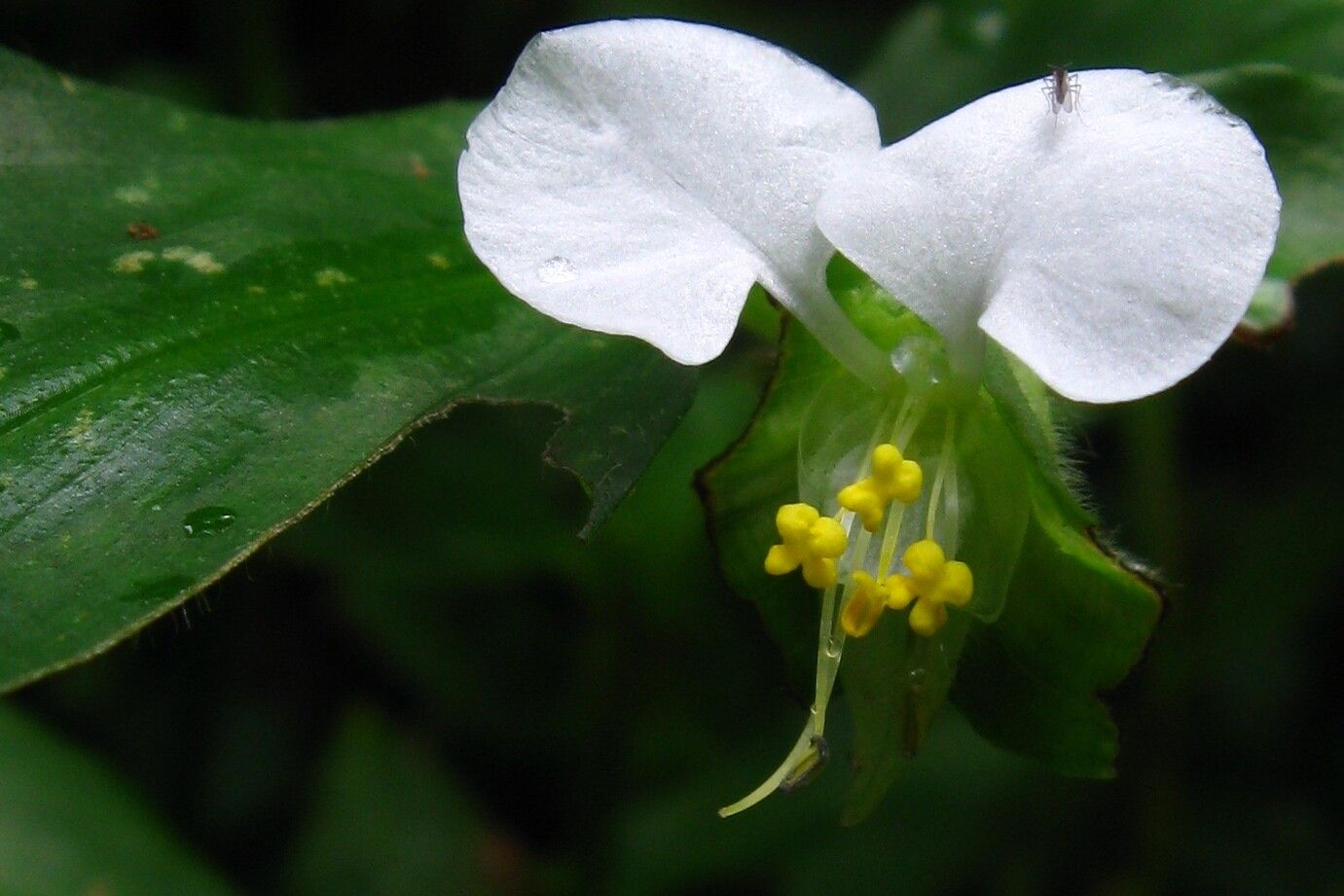 Commelina cameroonensis — houseplant care guide