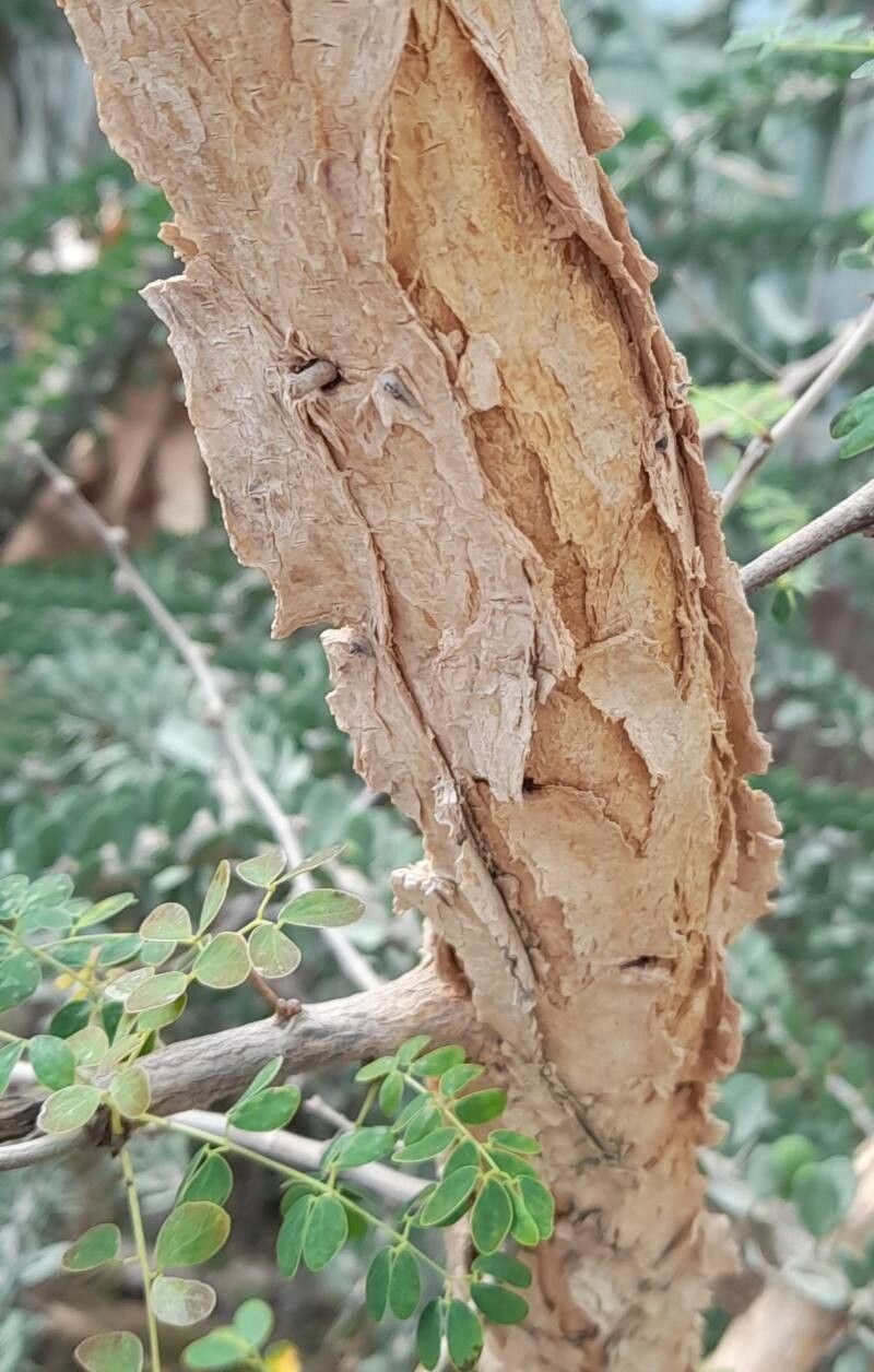 Senegalia gourmaensis bark