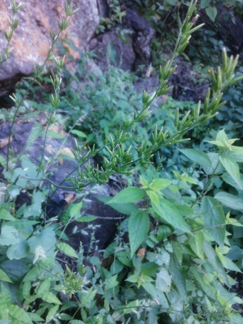 Carminatia tenuiflora — search result for 'Central to southwestern United States'