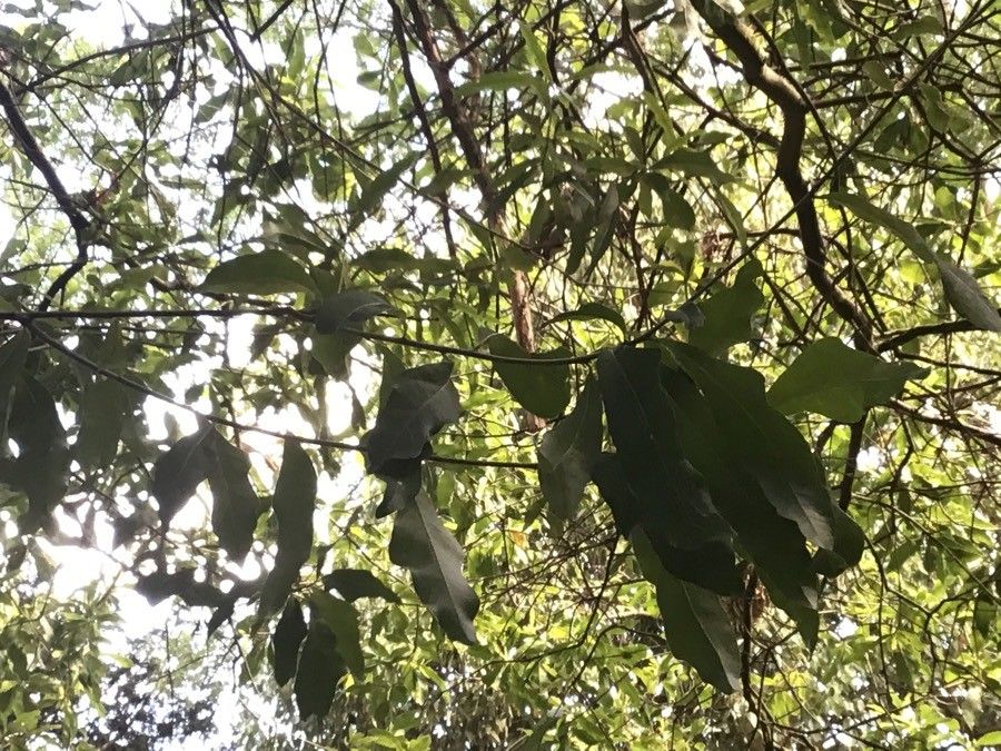 Quercus × schochiana — houseplant care guide