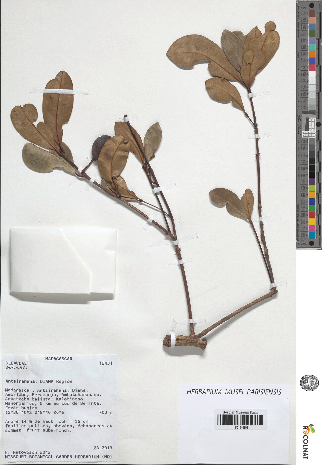 Noronhia variabilis — houseplant care guide