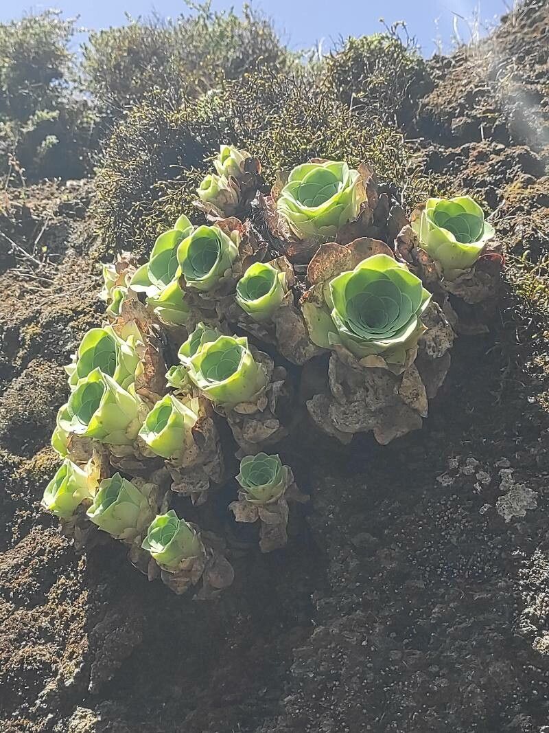 Aeonium diplocyclum habit