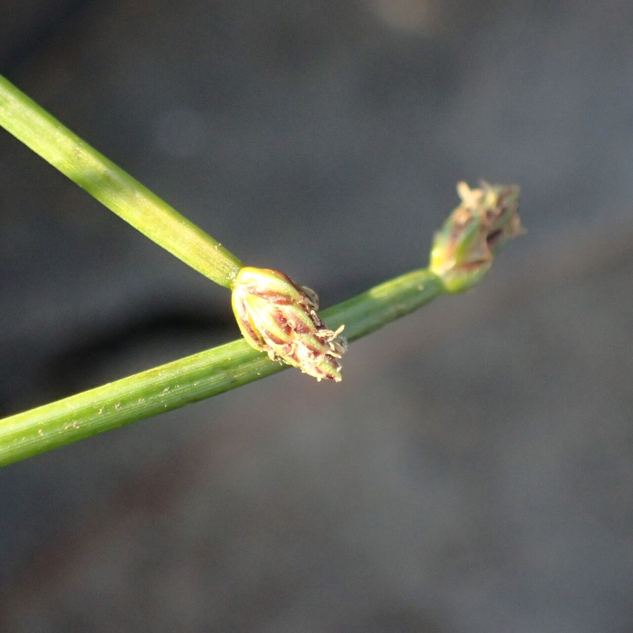 Eleocharis minuta — search result for 'Eleocharis'