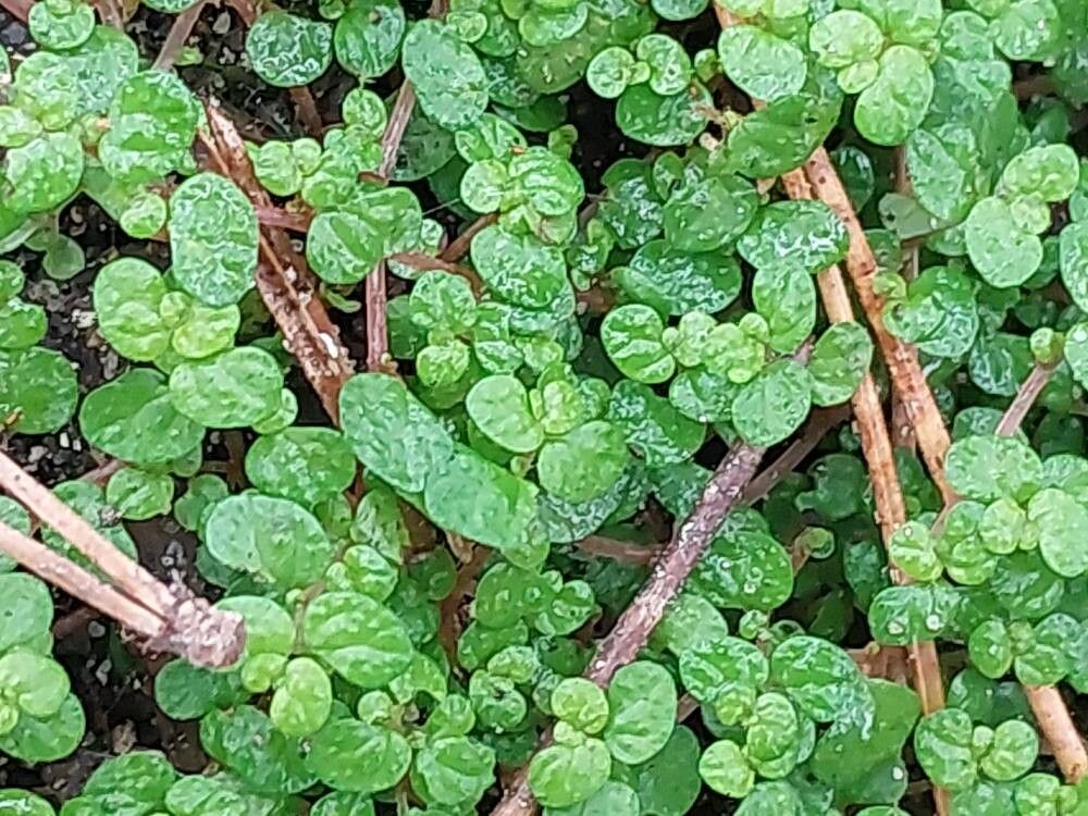 Primula baileyana — houseplant care guide