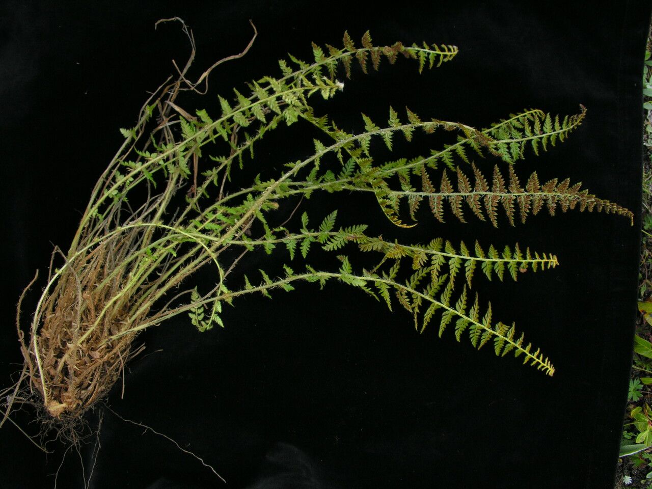 Polystichum shensiense habit