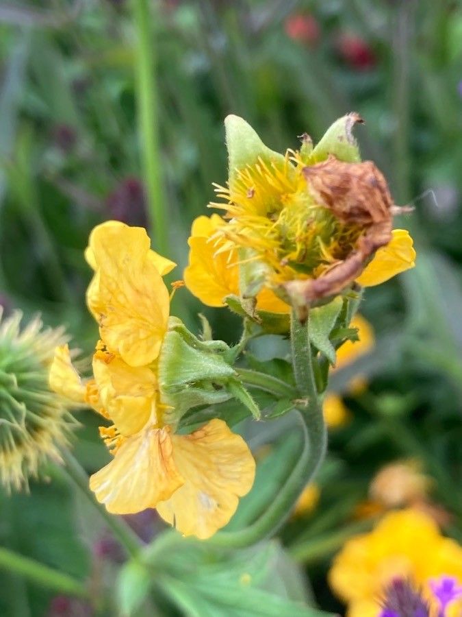 Geum pyrenaicum flower