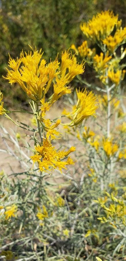 Ericameria paniculata flower